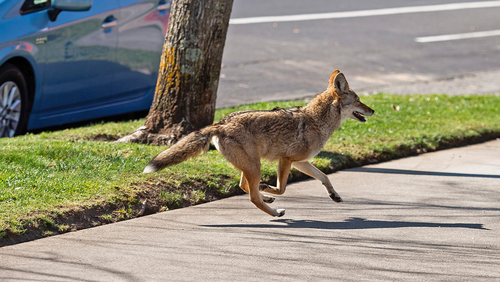 In this Feb. 26, 2020, file photo, a coyote runs on the sidewalk in midtown Sacramento, Calif. Animal control officers in northern California have determined that a growing population of urban coyotes is likely the culprit behind multiple discoveries of mutilated animal corpses. (Xavier Mascarenas/The Sacramento Bee via AP, File)