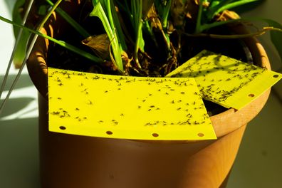 Do Plants Attract Gnats? • Longbourn Farm