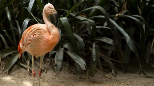 Chile the Chilean Flamingo was humanely put to sleep on Friday at Adelaide Zoo. (Adelaide Zoo)