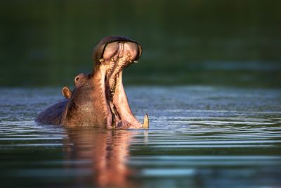 <strong>2. Floating among giants on canoe safari &ndash; Lower Zambezi
National Park, Zambia</strong>