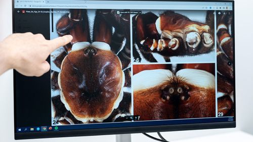 Rare and giant trapdoor spider found in Queensland.