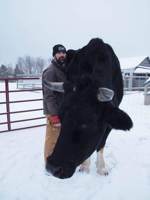 Dozer lives at animal sanctuary, Kismet Creek Farm in Manitoba, Canada.

His owners wrote on Facebook they found out today their giant cow was actually even taller than they thought.