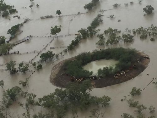 MP Robbie Katter shared a photo from a farmer who swap in floodwaters to get his cattle to safety- but now fears they'll starve.