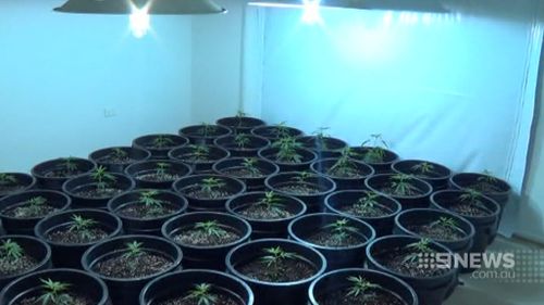 More than $1 million of cannabis was allegedly seized in Townsville drugs raids. (9NEWS)