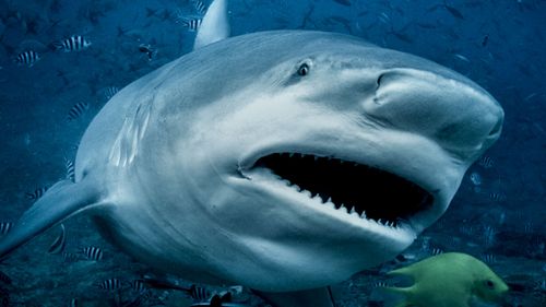 Requin taureau