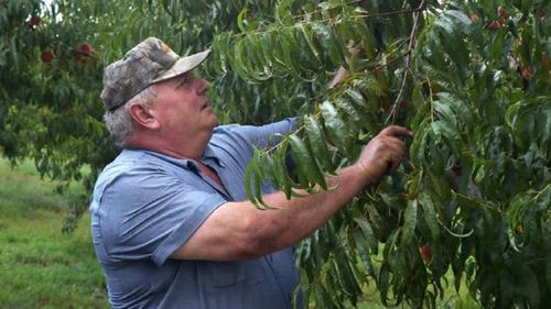 Peach grower Bill Bader has won his lawsuit against Bayer over damage to his orchard from herbicide used on neighbouring farms.