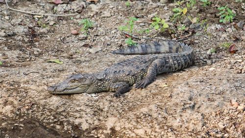 Mugger crocodile in Gir Forest National Park, India. 