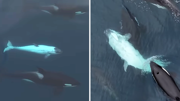 The rare white orca calf was first spied in 2019. 