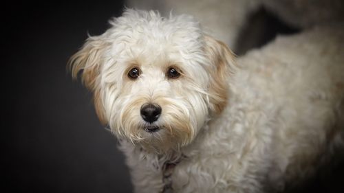 Stock image of a labradoodle.