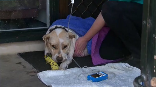 The dog was treated by a vet medic at the scene.