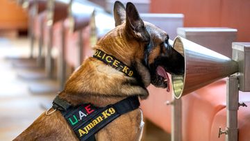 A police dog from the United Arab Emirates sniffs a COVID-19 sample in the study carried out by the Alfort School of Veterinary Medicine, in France