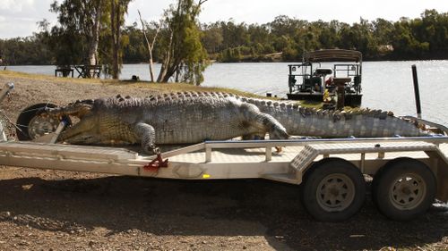 The monster croc was found with a bullet in its head. (Queensland Police)
