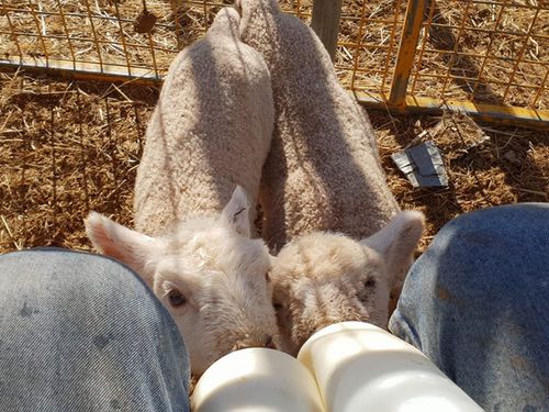 Michelle King's lambs Max &amp; Millie who were rejected by their mother near Gunnedah.