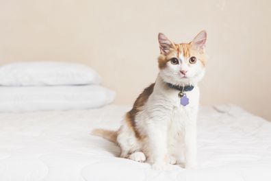 Cat on bed, wearing collar.