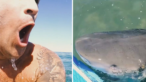 The tiger shark bites Brodie Moss' board causing him to fall into the ocean.