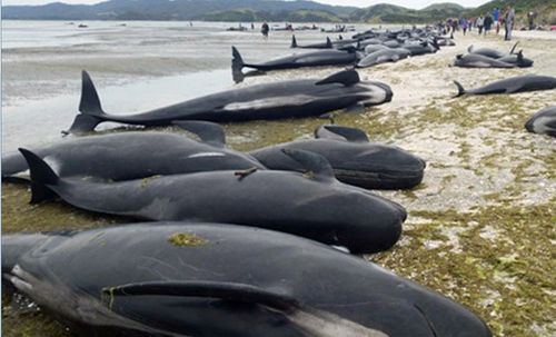 Hundreds of whales dead on NZ beach