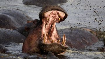 When a hippopotamus opens its mouth wide like this, that&#x27;s a signal to get away as fast as possible.