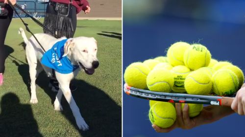 Bouncing with joy: Tennis club donates 2000 balls to RSPCA dogs 