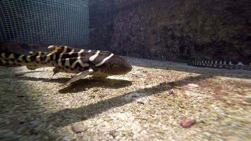 Shark born by ‘virgin birth’ stuns Queensland researchers 