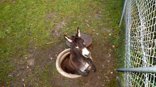 Nilo the donkey's petting zoo escape foiled by unexpected manhole