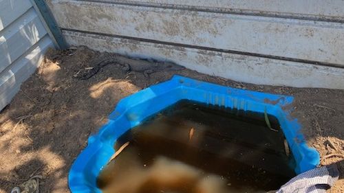 A search warrant was conducted on a 32-year-old man's residence in Girraween Northern Territory where a number of illegal items were seized including an unsecured firearm, sword fish rostrum and a live crocodile.