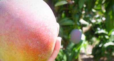 Ripe mango saved from falling