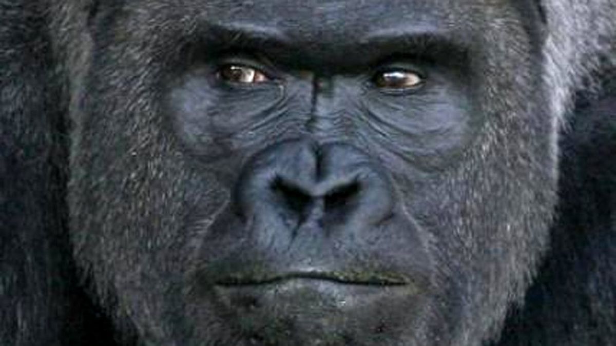 Handsome gorilla draws dazzled crowds to Japanese zoo - nine.com.au