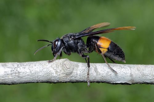 US former police chief killed by hornets during weekend hunting trip