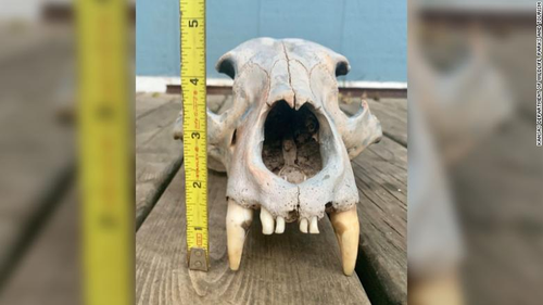 The skull has most of its teeth intact, according to the Kansas Department of Wildlife, Parks and Tourism.