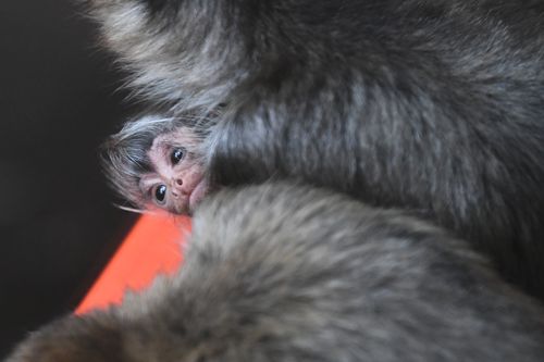 The baby spider monkey is the first of its kind to be born at the zoo in seven years. (AAP)