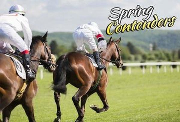 Spring Contenders