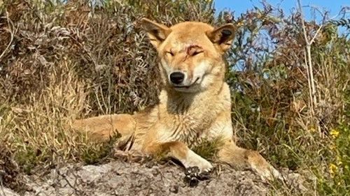 wongari dingo K'Gari