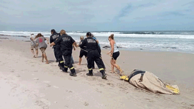 Injured sea turtle rescued by NSW firefighters