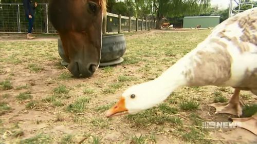 Lucy and Henry have been inseparable since in a story described as "love at first sight" (Supplied).