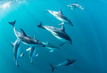 What is the scientific name for the oceanic dolphin family?