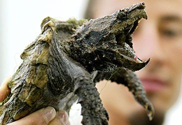 What region is the alligator snapping turtle endemic to?