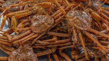 The Alaska snow crab harvest has been canceled for the first time ever after billions of the crustaceans have disappeared from the cold, treacherous waters of the Bering Sea in recent years.
