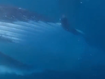 Two &#x27;curious&#x27; humpbacks came to inspect the divers - making for one close encounter. 