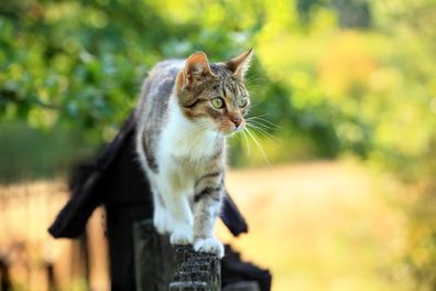 Cat outside