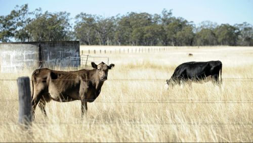 Cattle grazes in a field near Allora in the southern Darling Downs, Queensland. (AAP Image/Dan Peled)