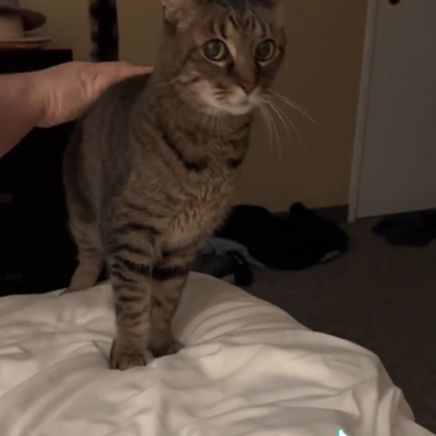  Missing pet cat hiding in Las Vegas Excalibur hotel for six days