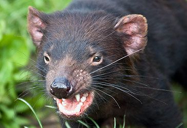 When was the Tasmanian devil reintroduced to mainland Australia?