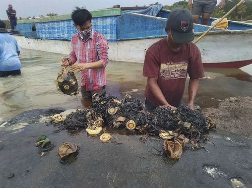 This dead whale washed ashore on Southeast Sulawesi in November. It had over 1,000 assorted pieces of plastic in its stomach including, plastic cups, bottles, bags, and thongs.