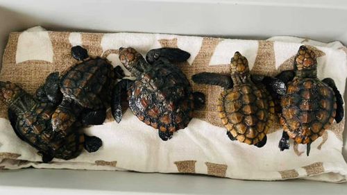 Some of the loggerhead turtle hatchlings that are in the care of Australian Seabird Rescue.