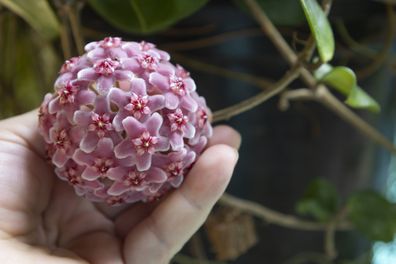 Hoya carnosa flowers. Porcelain flower or wax plant. pink blooming flowers ball on hand
