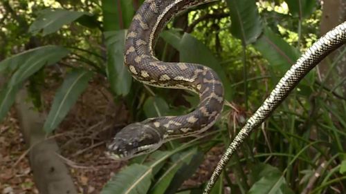 Australia's snake season generally hits between September and April as they start to venture out looking for food or a mate.