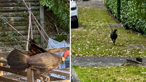 Brush turkey impaled with arrow Central Coast