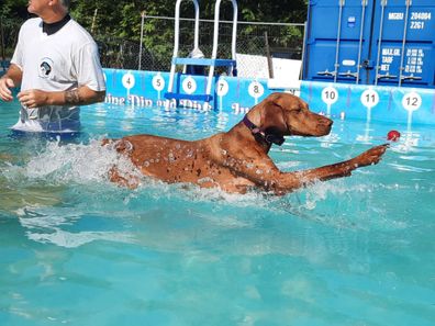 'Canine Dip and Dive' pool makes a splash with British pups.