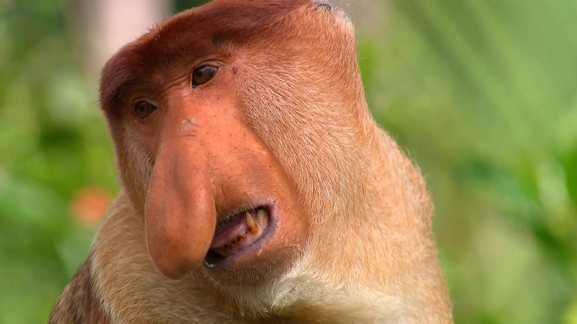 proboscis monkey wallpaper