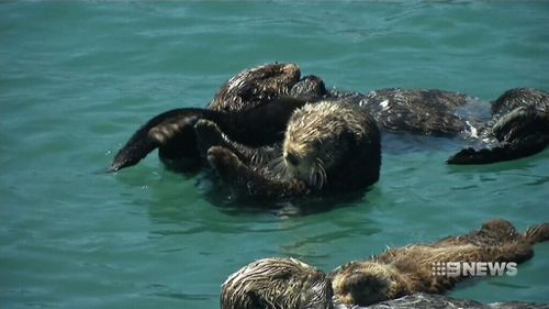 California sea otters are still threatened by oil spills and pollution.